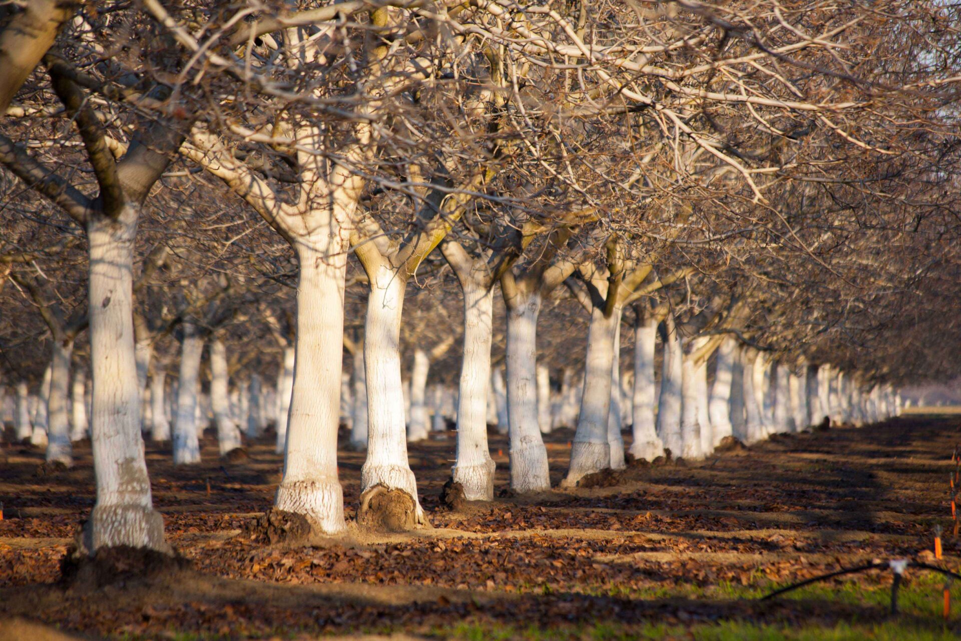 When to Begin the First Irrigation