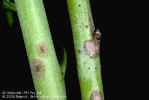 Walnut & Almond Pest Management: Preparing for a Successful New Year