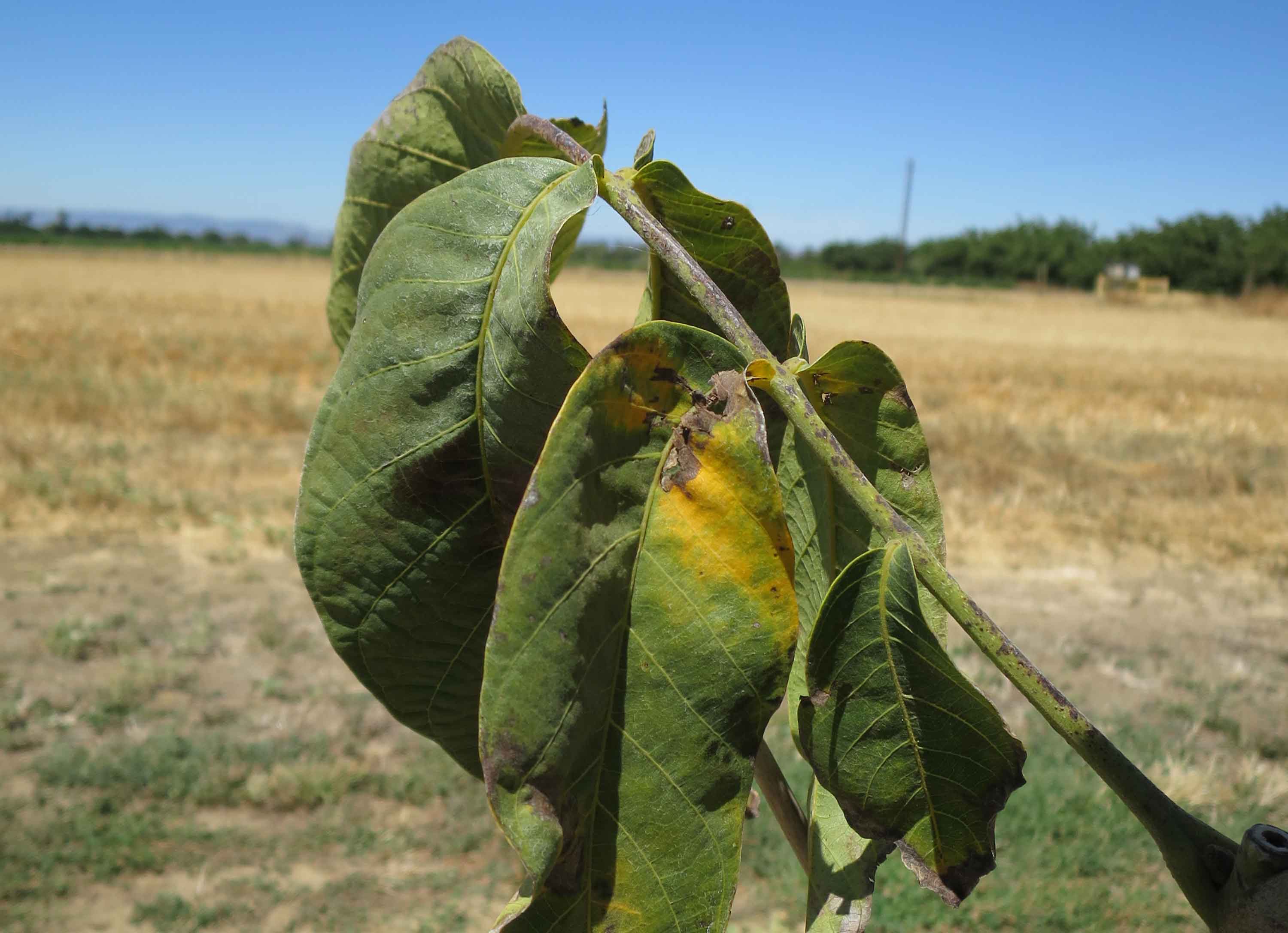Walnuts: When to Begin the Irrigation Season