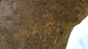 Figure 2. Entry and exit holes created by the walnut twig beetle (Pityophthorus juglandis) on English walnut. (Photo credit: Elizabeth Fichtner)