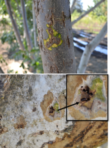 Figure 3. Signs and symptoms of thousand cankers disease. (A) Peeling the bark from a Paradox branch reveals canker development around beetles’ galleries. (B) Beetle boring into the phloem of an English walnut tree.