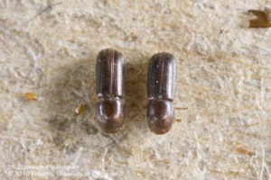 Figure 4. Walnut twig beetle (Pityophthorus juglandis). Approximately 0.06 inches long (Photo credit: L. L. Strand. Source: http://ipm.ucanr.edu/EXOTIC/thousandcankers.html)