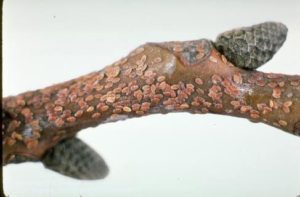 Walnut & Almond Pest Management: Preparing for a Successful New Year