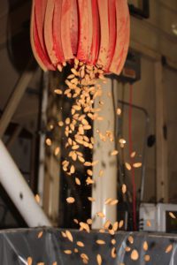 New Technologies Benefit Nut Processors 