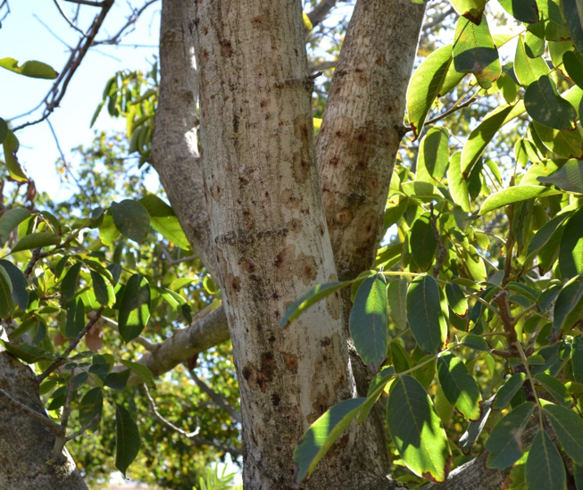 Everything you Need to Know About Thousand Cankers Disease of Walnuts