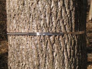 Dendrometer band on tulip popular tree, photo courtesy Smithsonian Environmental Research Center’s Global Tree Growth Project.