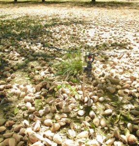 drip irrigation