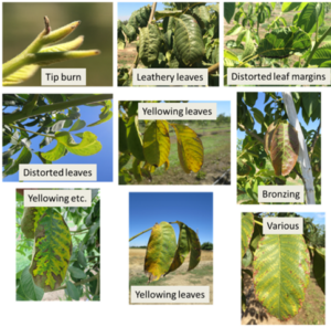 Walnuts: When to Begin the Irrigation Season by multiple writers