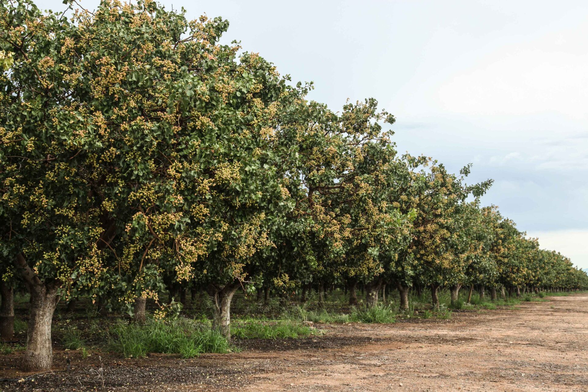 The Ins and Outs of Pistachio Nutrition