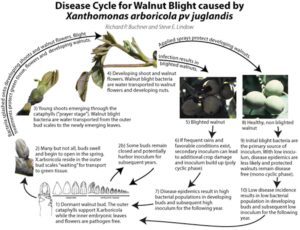 Blight Control in Walnuts 