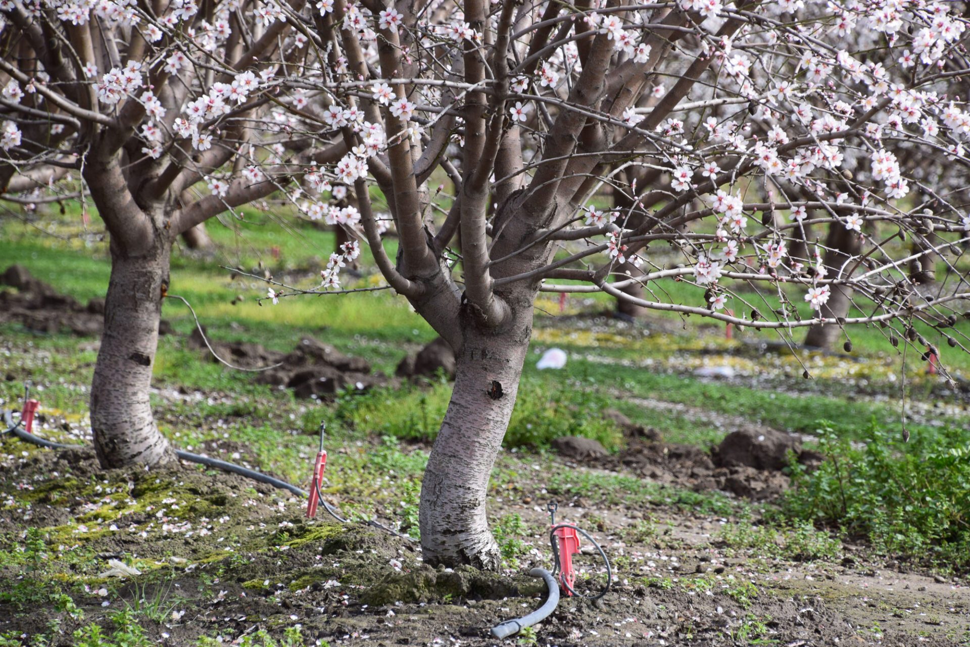 Almond Tree