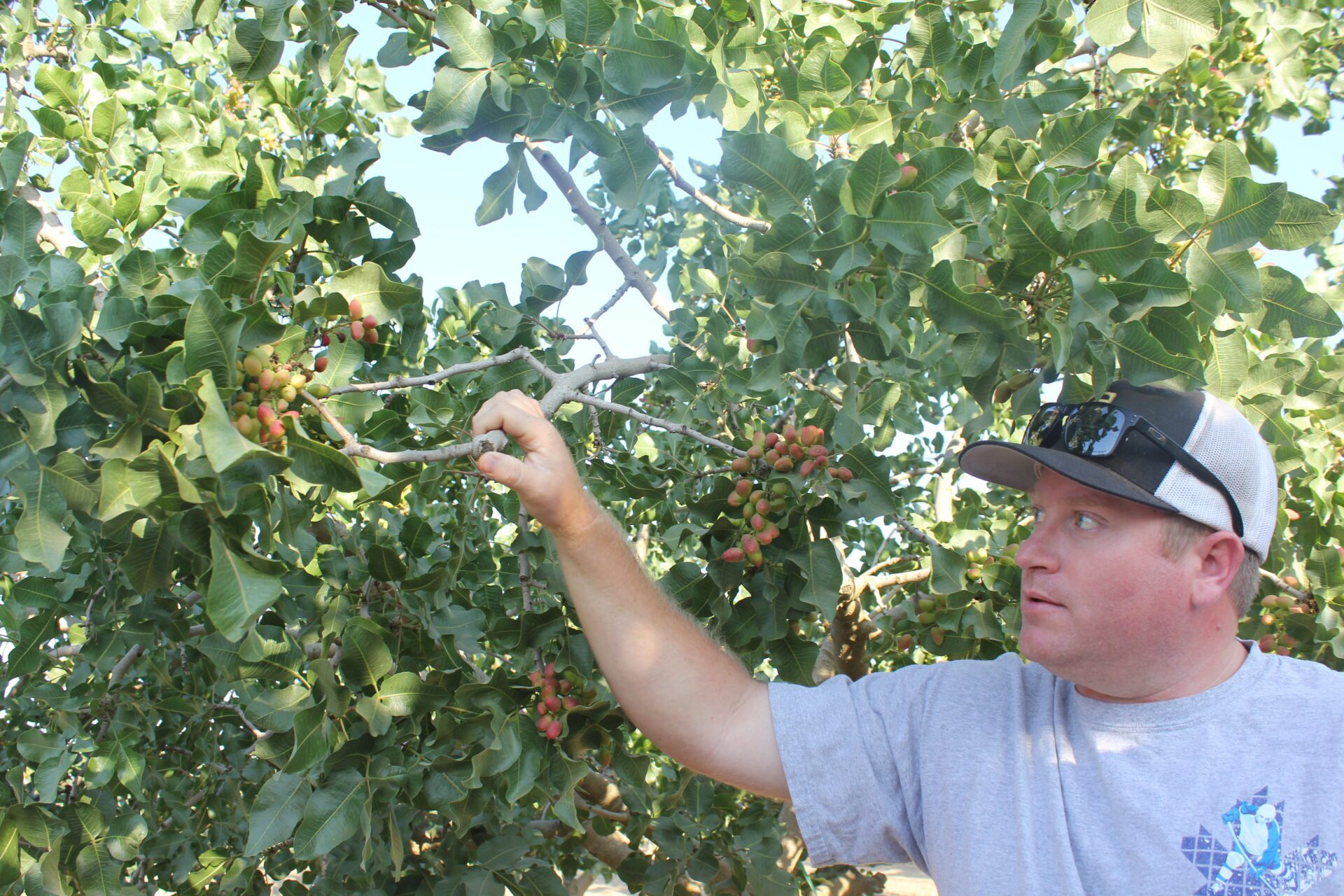 Pistachio Picking