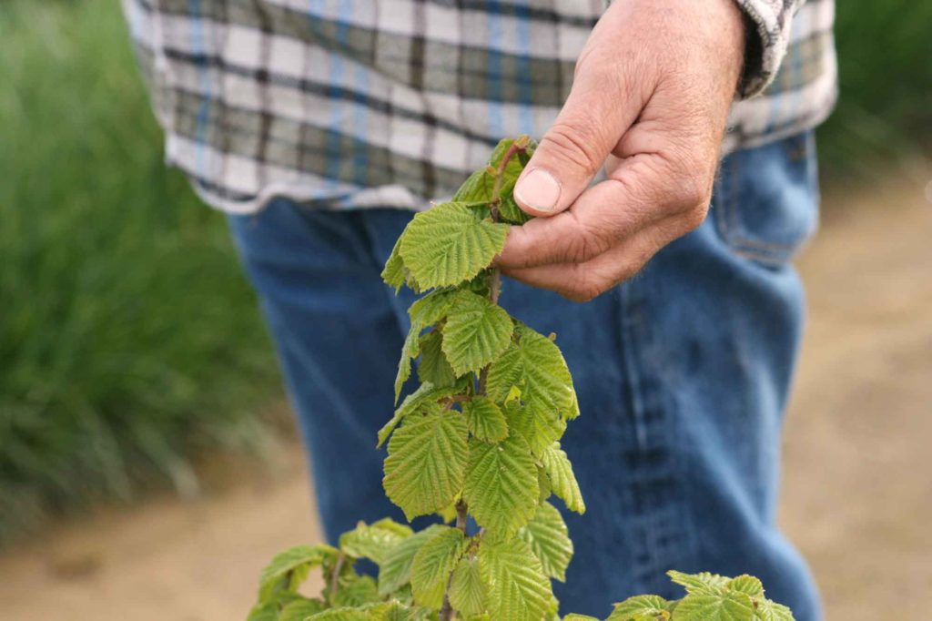 Jeff Newton inspects new growth on a young hazelnut tree.