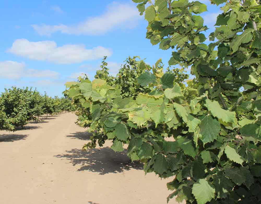 Hazelnut Trees