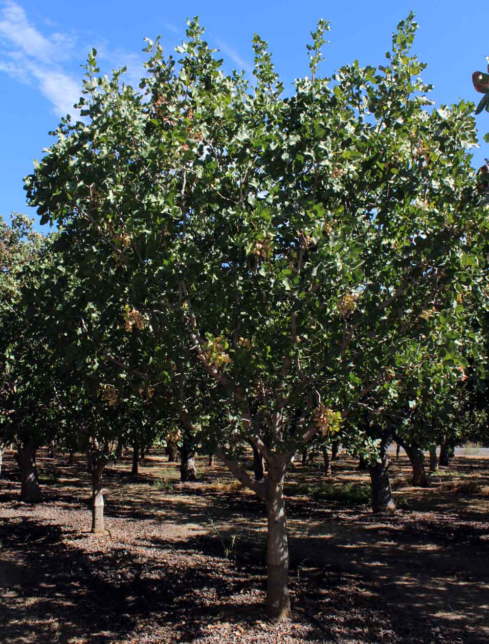 Pistachio tree