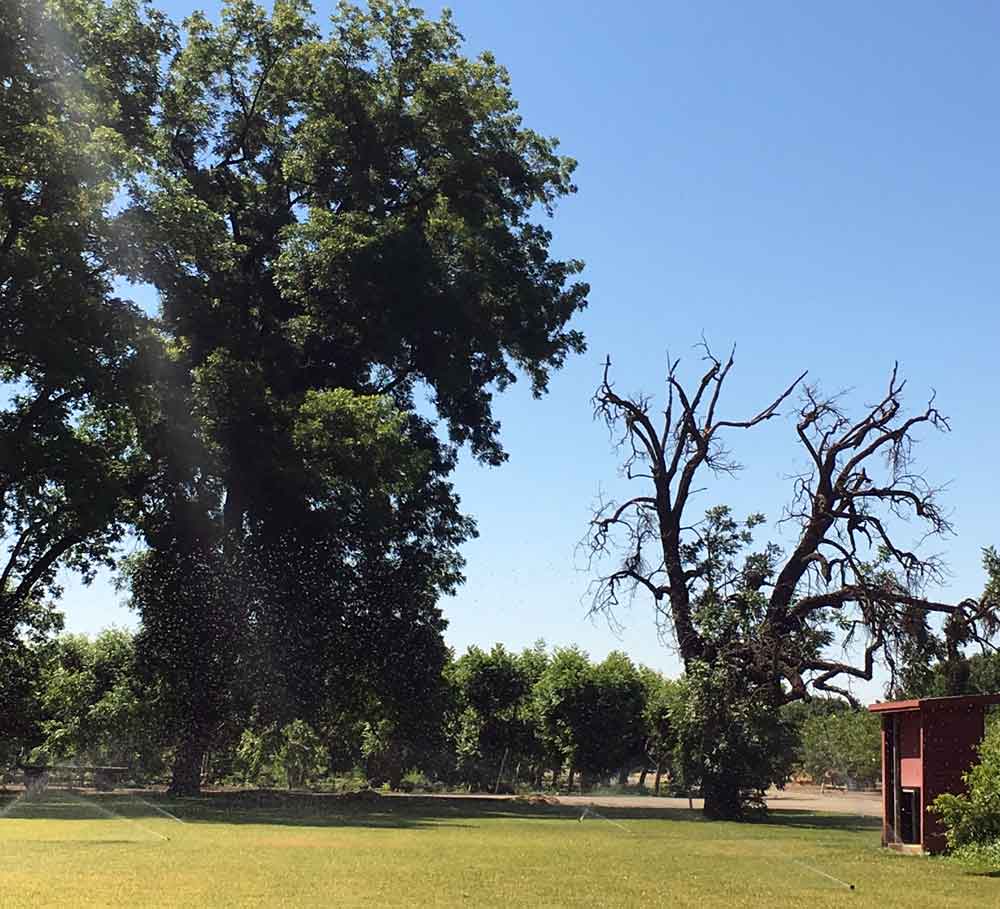 A dying Northern California black walnut