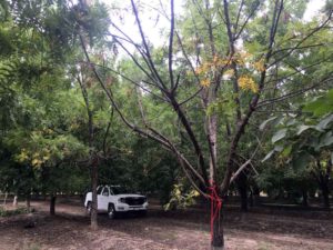 A dead hybrid black walnut seed tree