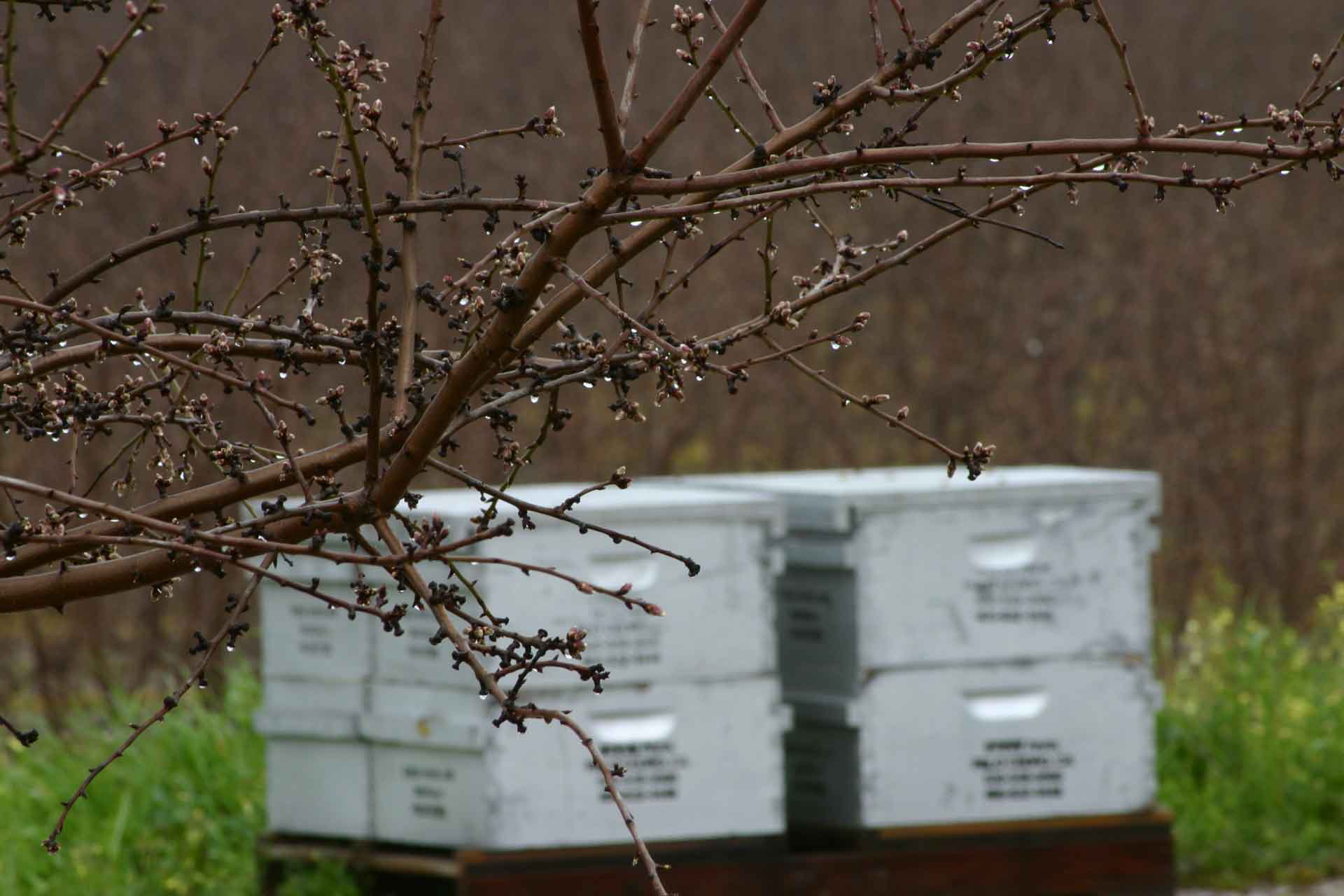 Almonds trying to bloom during rain.