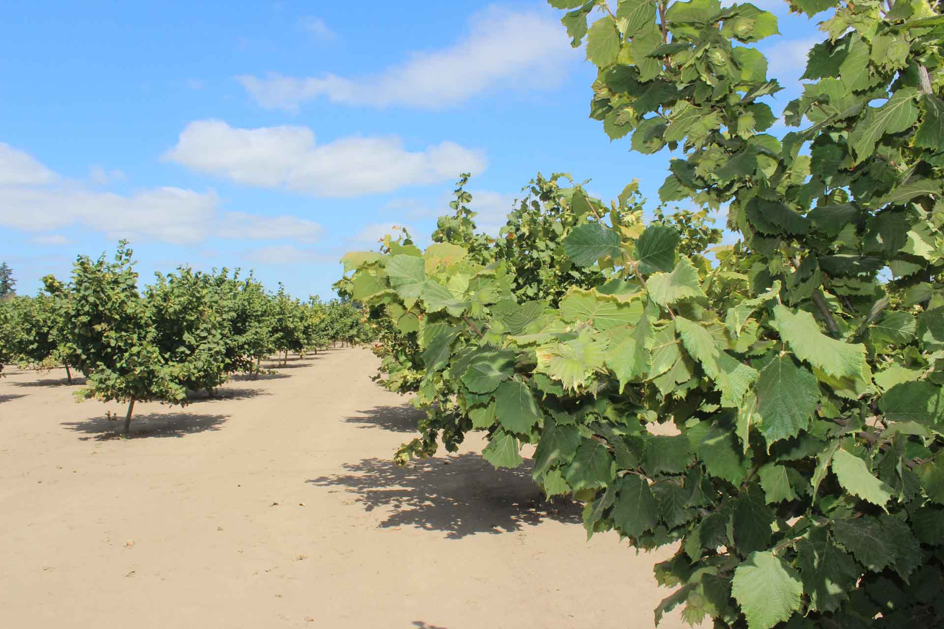 Hazelnut Orchard.