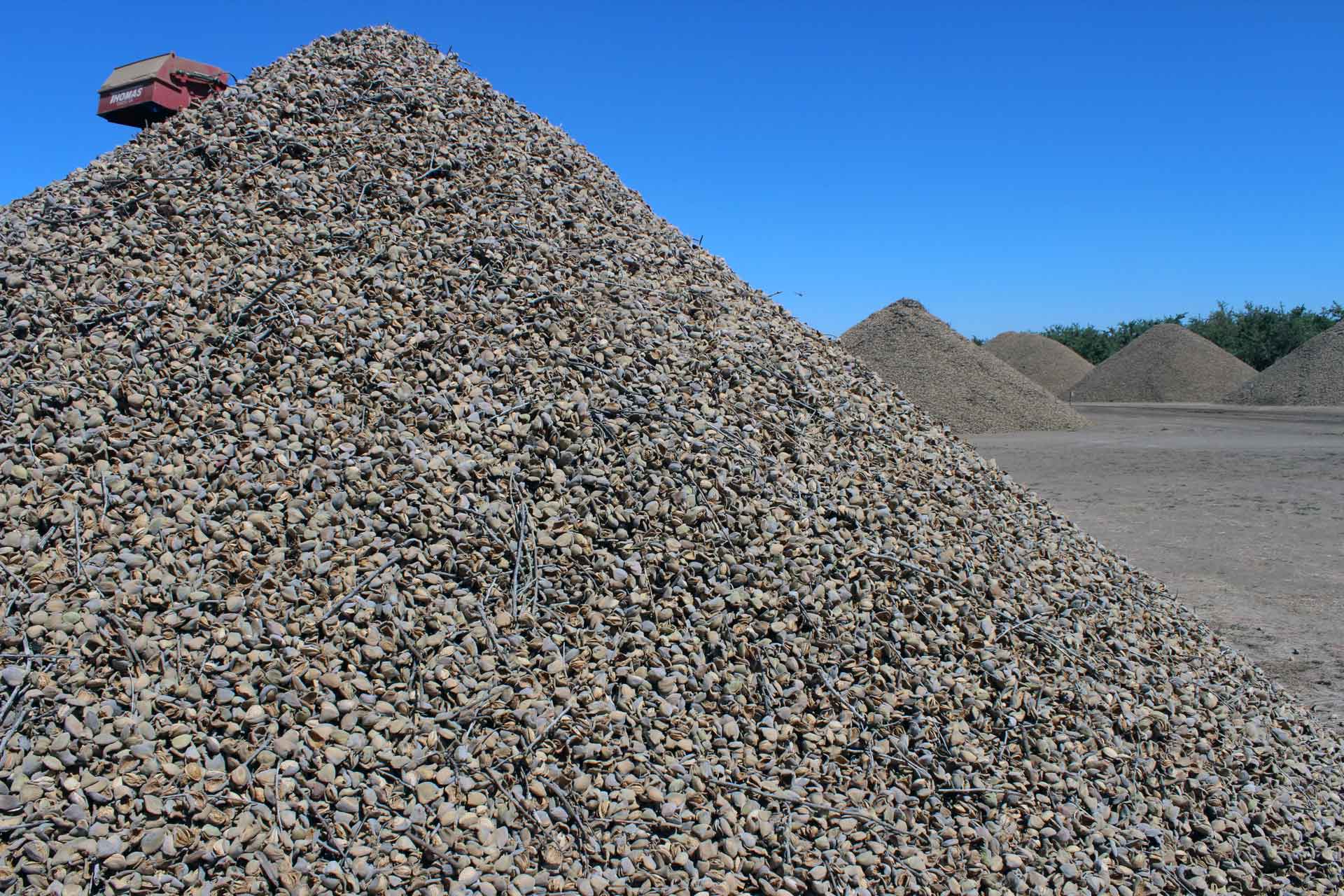 Almond ready to be processed