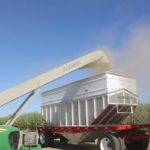 Almonds being loaded for transport