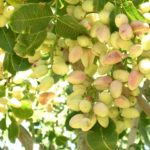 Golden Hills Nut Cluster