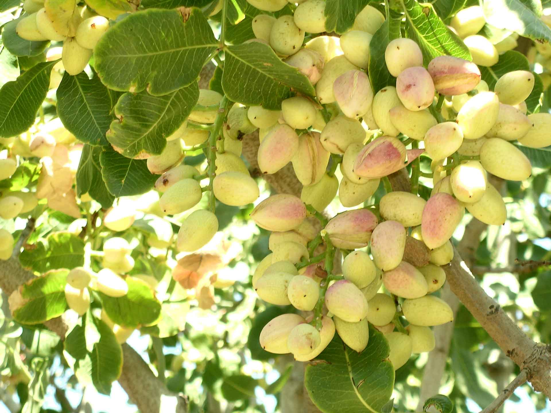 Golden Hills Nut Cluster