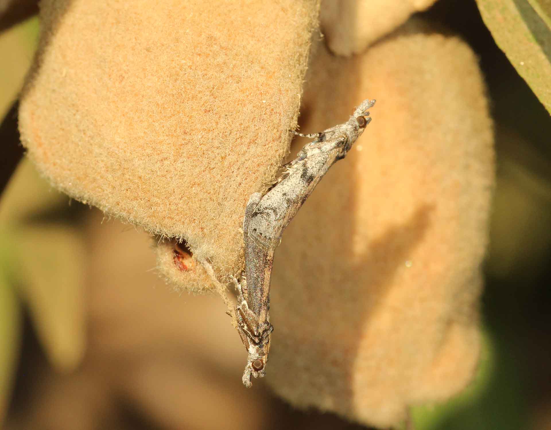 Navel Orangeworm NOW