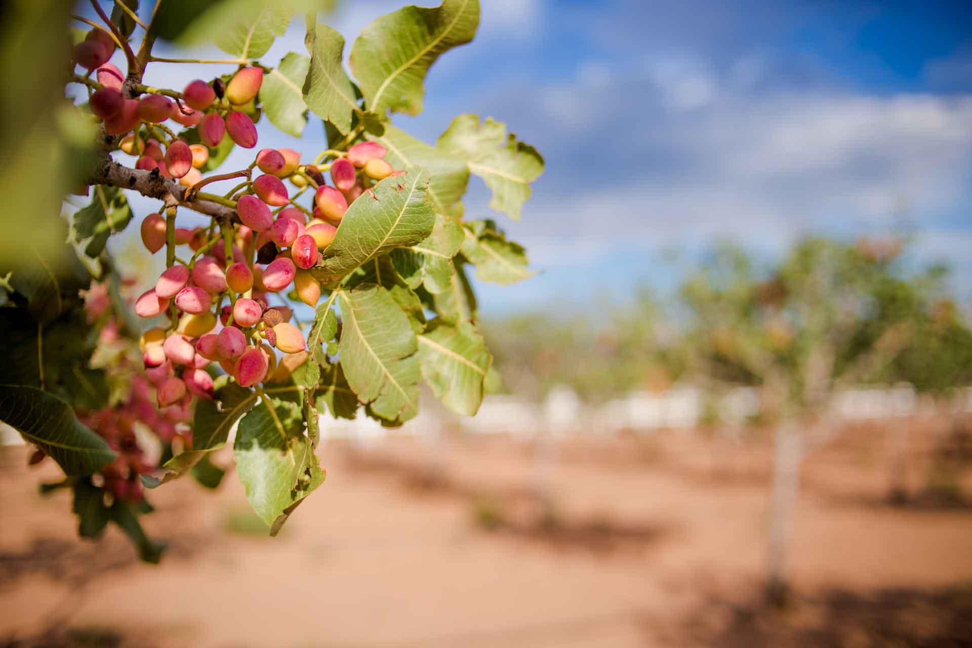 pistachios on branch