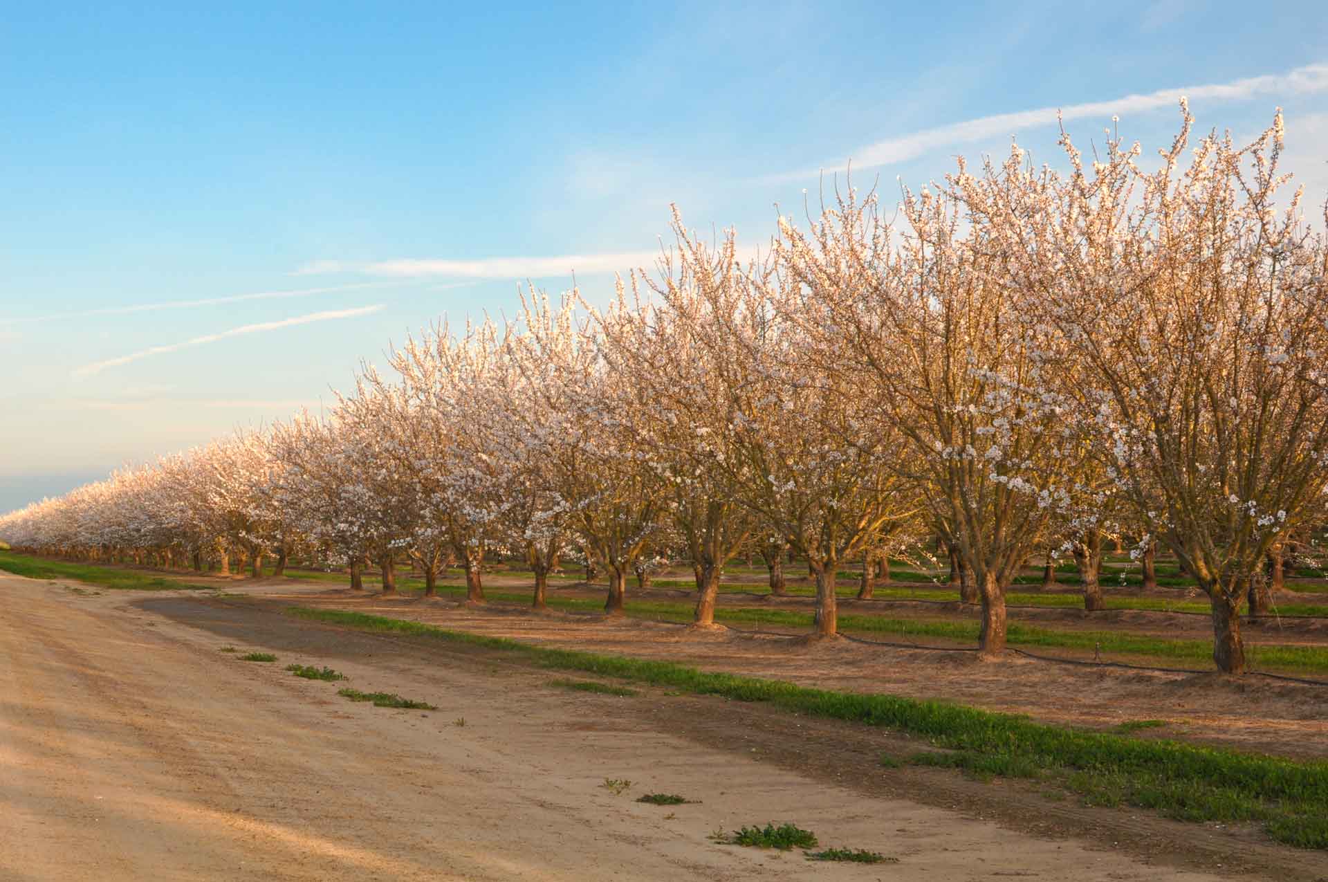 Almond Trees
