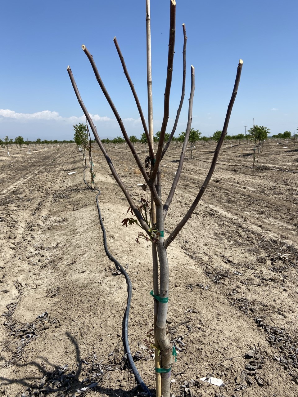 1-1-1 freeze damage by Elizabeth Fichtner, UCCE