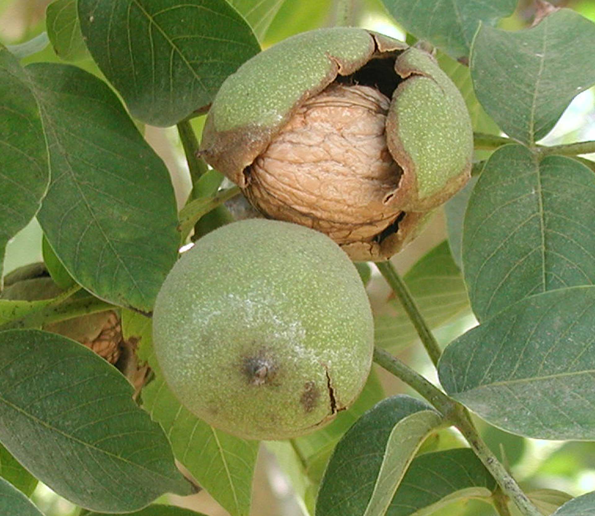 00-Walnut-in-Husk-on-Tree-v2-S