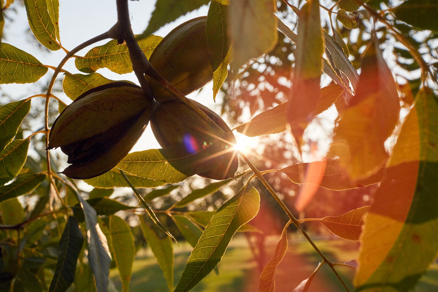1-1-1 Sun-Streaming-Through-Pecan-Branches