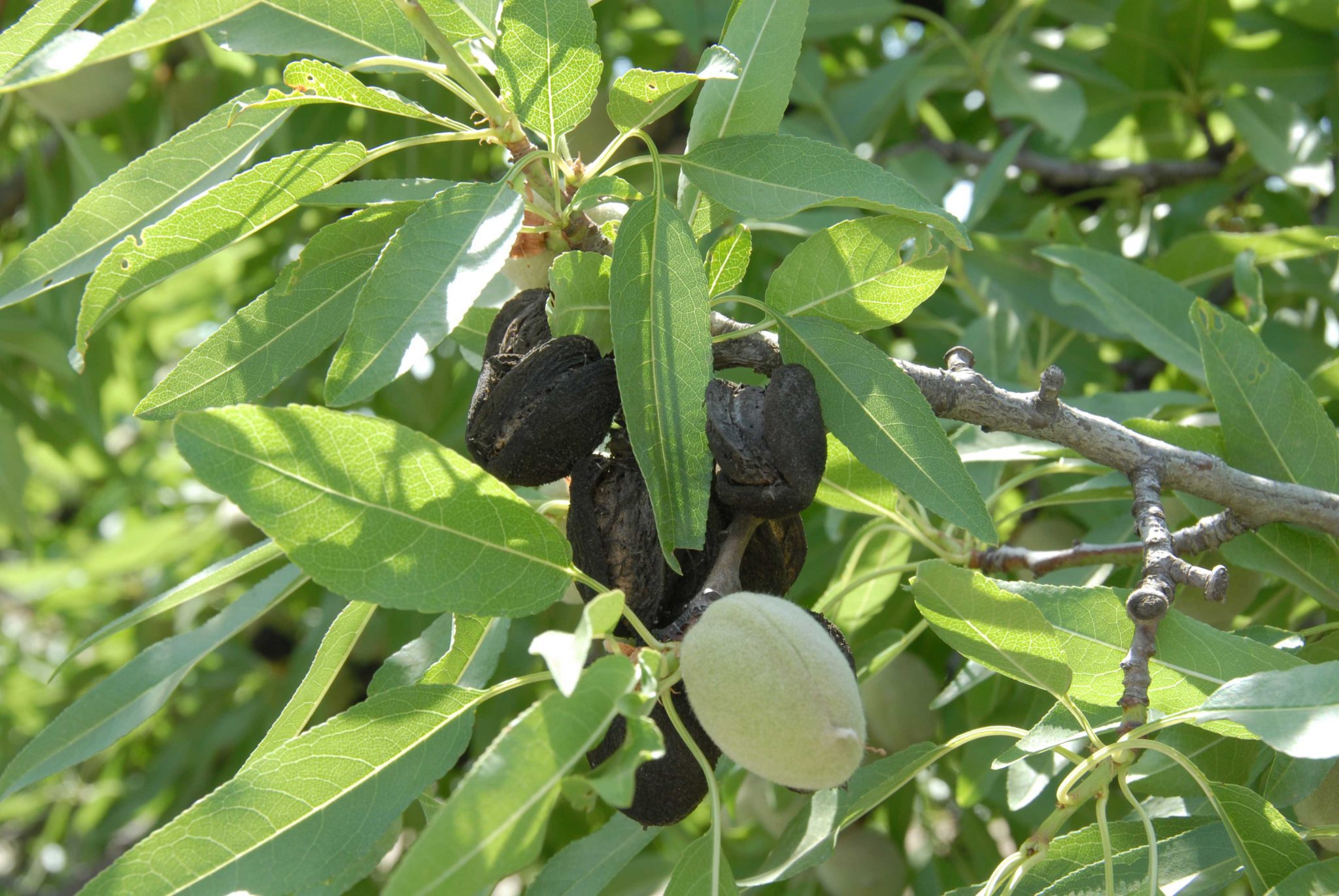 1-1-1-mummy-nuts-courtesy-Joel-Siegel,-USDA-ARS-S