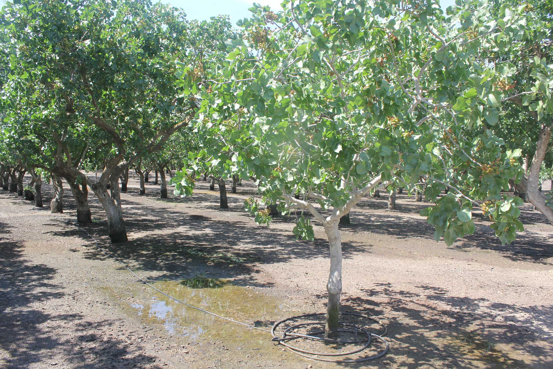 1-1-1-pistachio-replant-S