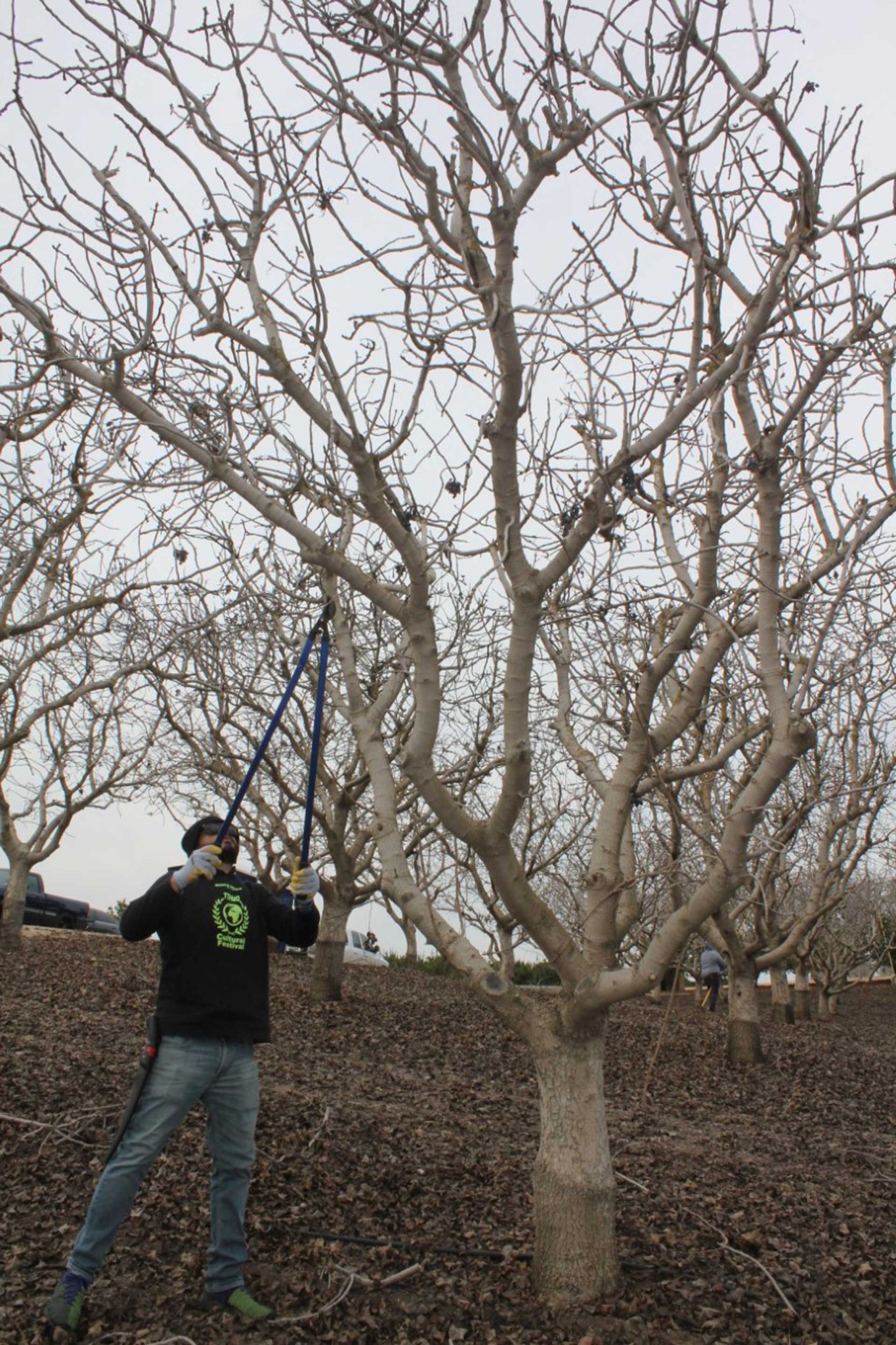 1-1-1-pruning-by-Cecilia-Parsons-S