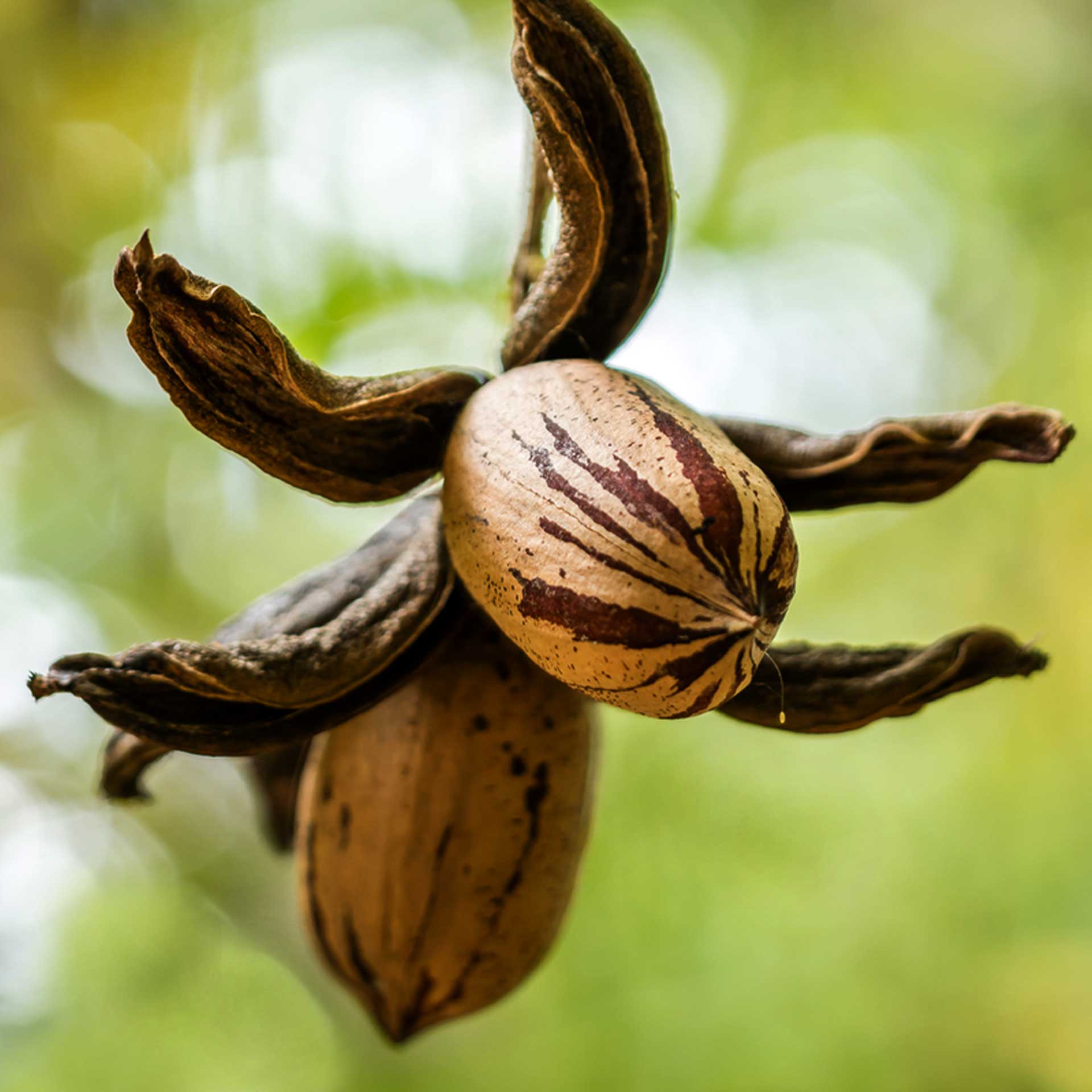 2-2-2-Harvest-Season-Pecan-with-Husk--S-(1)