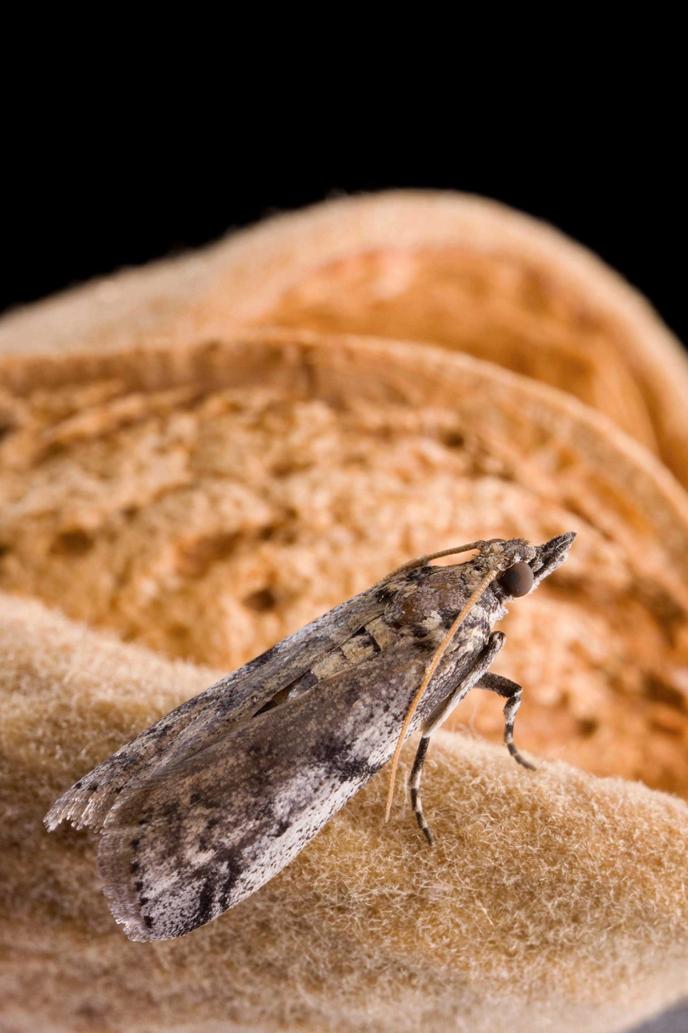 3-3-3-NEW-Adult-NOW-Moth-by-USDA-1-S