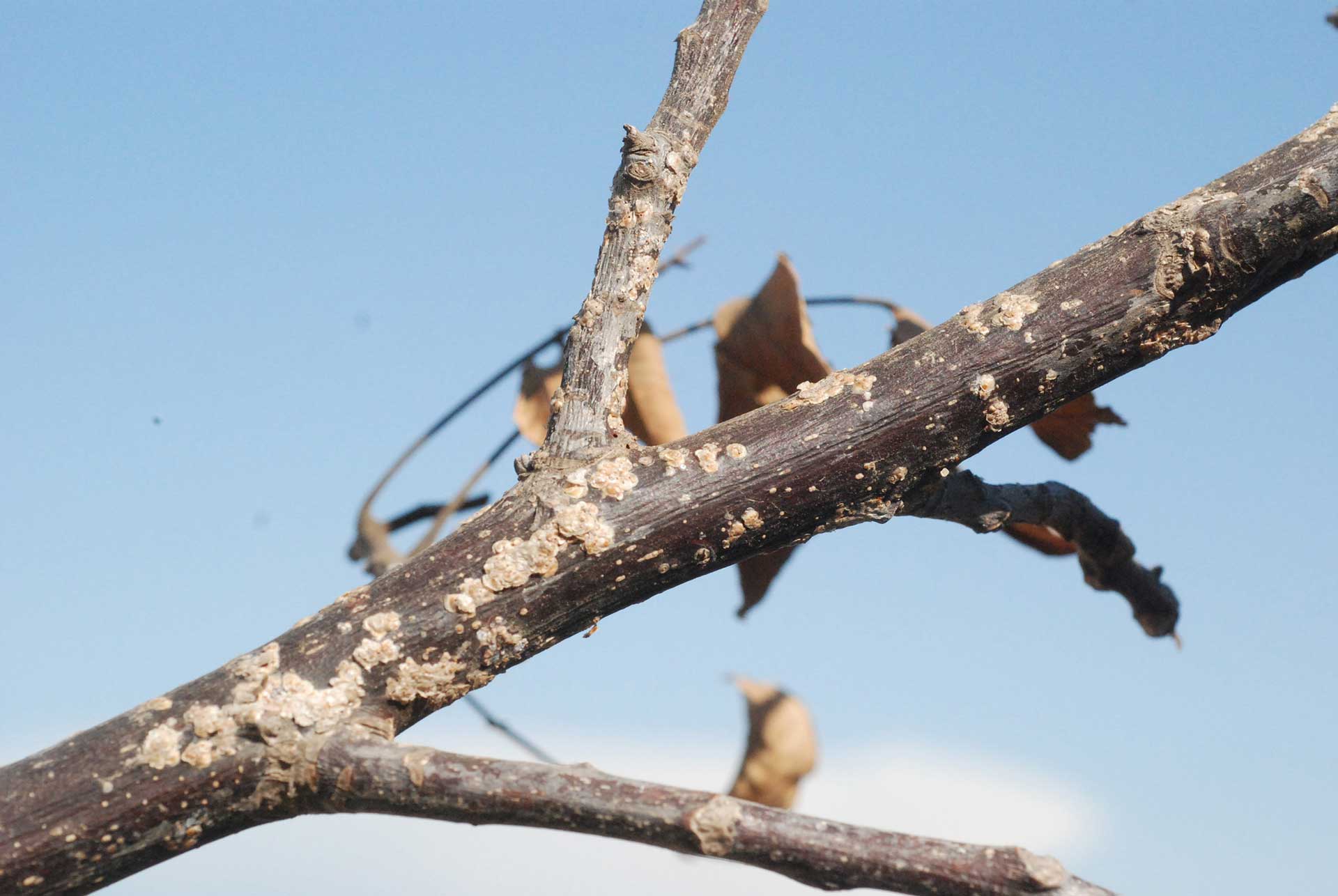 3-3-3-walnut-scale-infestation-by-Themis-Michailides,-UCCE--S