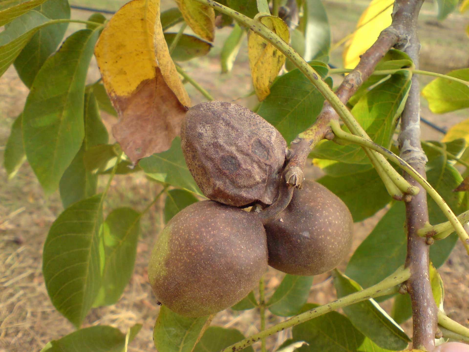 4-4-4-Botryosphaeria-fruit-decay-courtesy-Themis-Michailides-S