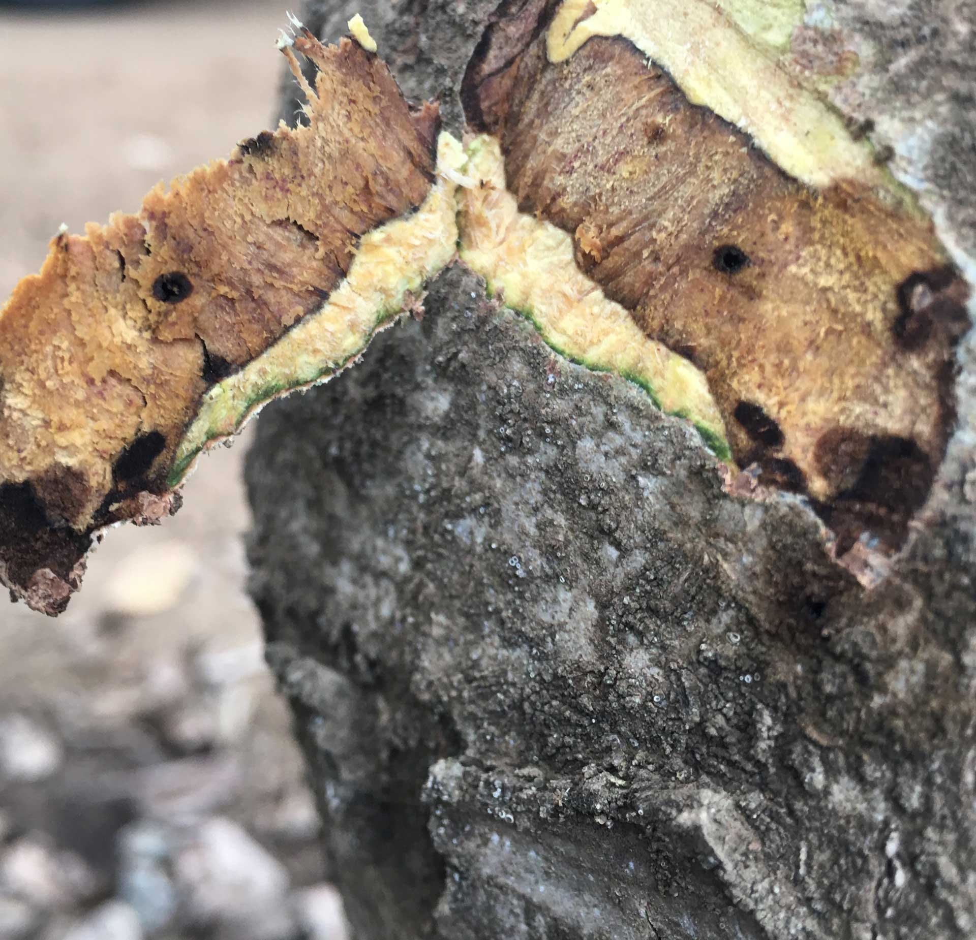 5-5-5-walnut-twig-beetle-entrance-or-emergence-holes-by-Mohamed-Nouri,-S-UCCE