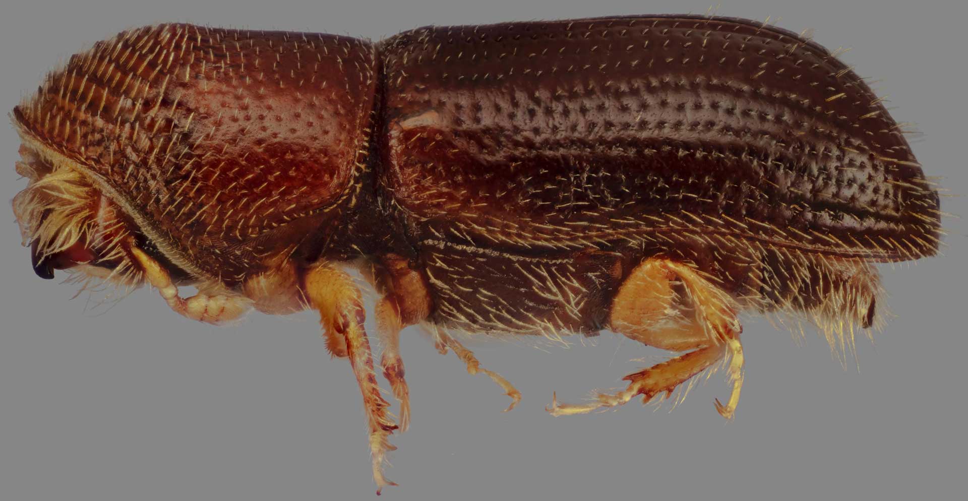 6-6-6--walnut-twig-beetle-courtesy-Steven-Valley,-Oregon-Department-of-Agriculture-S