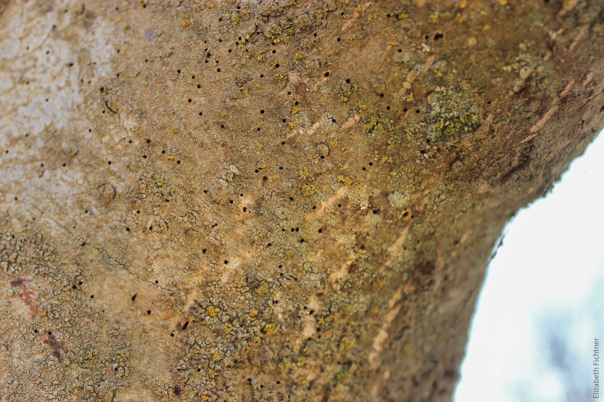 7-7-7-Walnut-twig-beetle-entrance-or-emergence-holes-courtesy-University-of-California-S