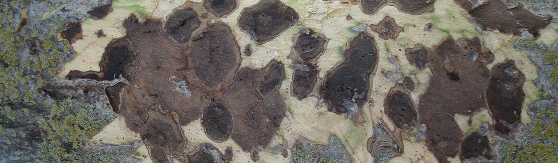 8-8-8-cankers-coalescence-courtesy-University-of-California-S
