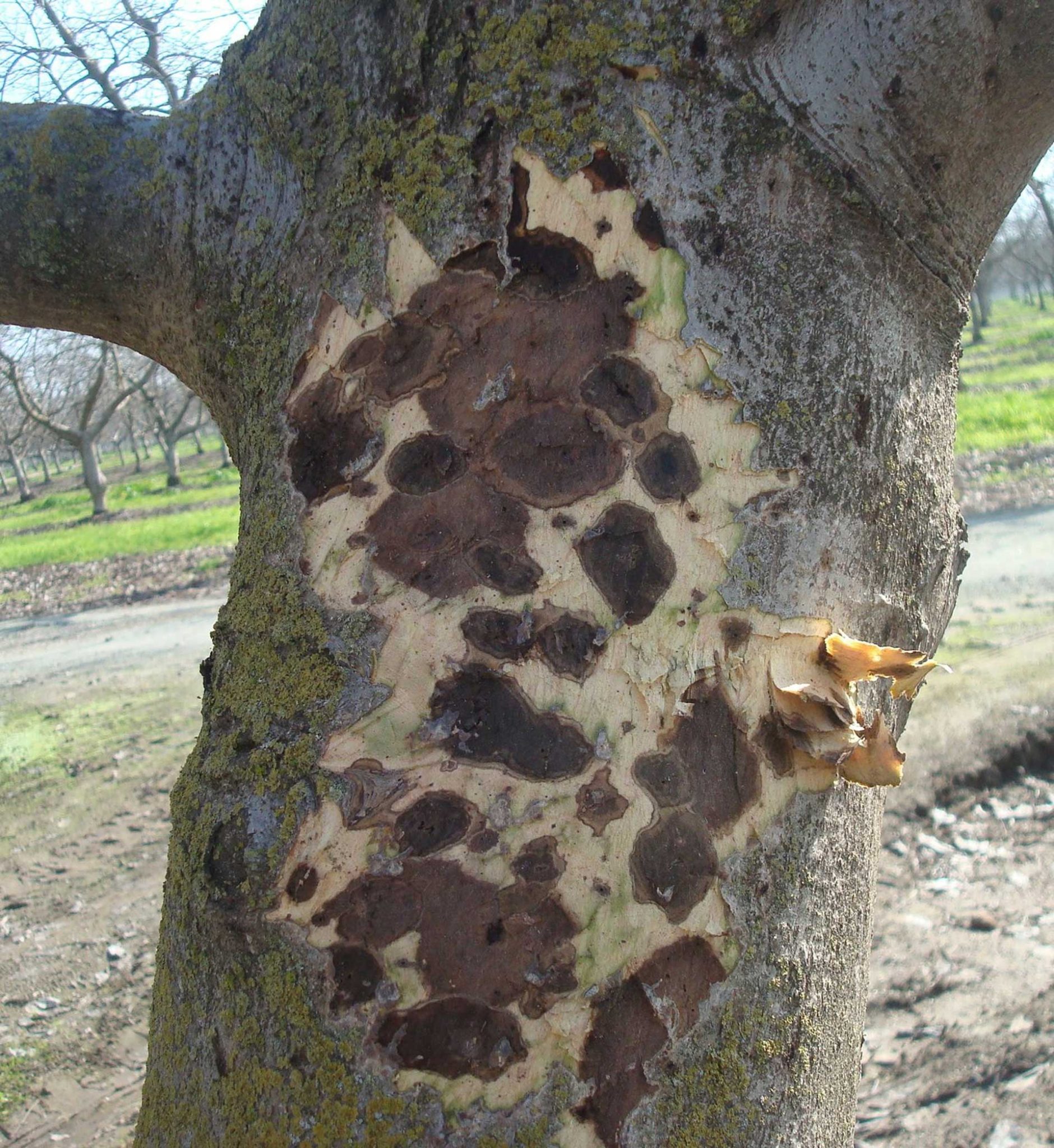9-9-9-Thousand+cankers+disease-by-Elizabeth-Fichtner,-UCCE-S