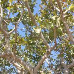 1-1-1-mature-canopy-by-Cecilia-Parsons-(1)-S
