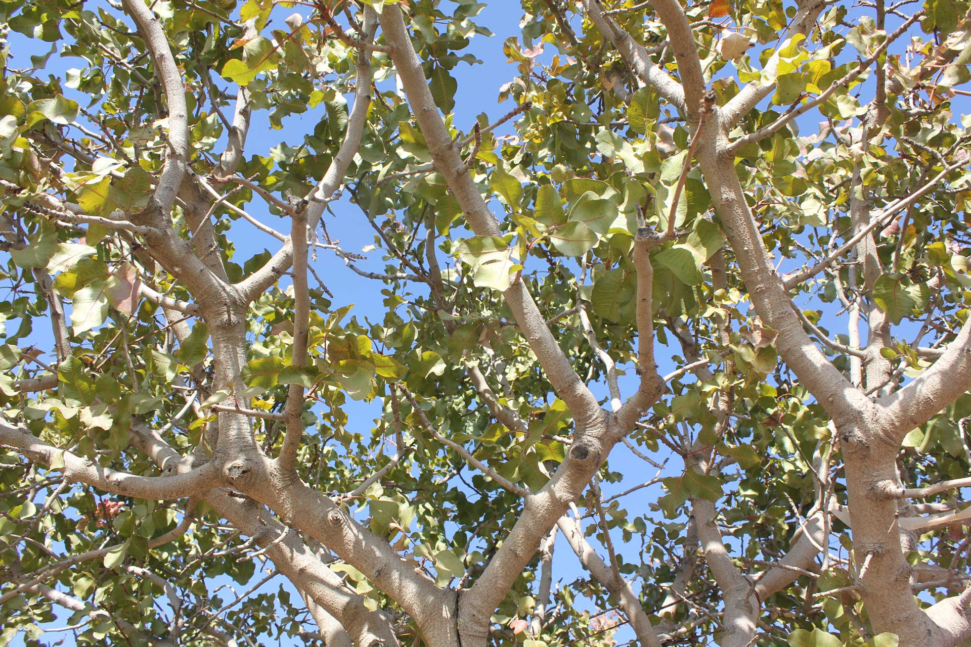 1-1-1-mature-canopy-by-Cecilia-Parsons-(1)-S