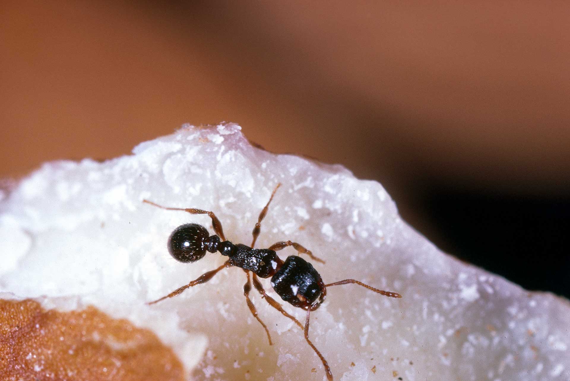 1-1-1-pavement-ant-S
