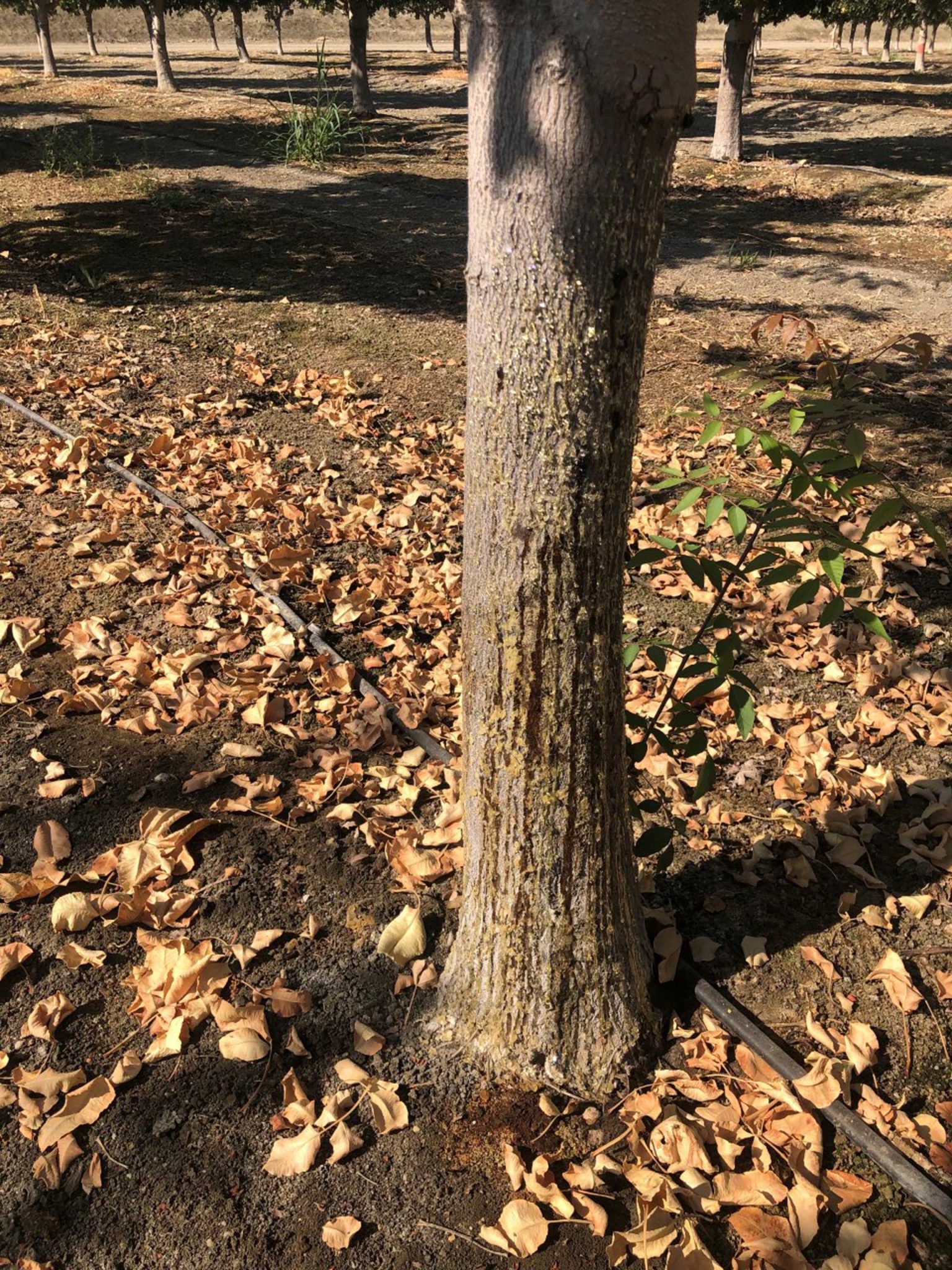 This picture shows gumming on the rootstock of a pistachio tree infected with Phytophthora (all photos by F. Trouillas.)