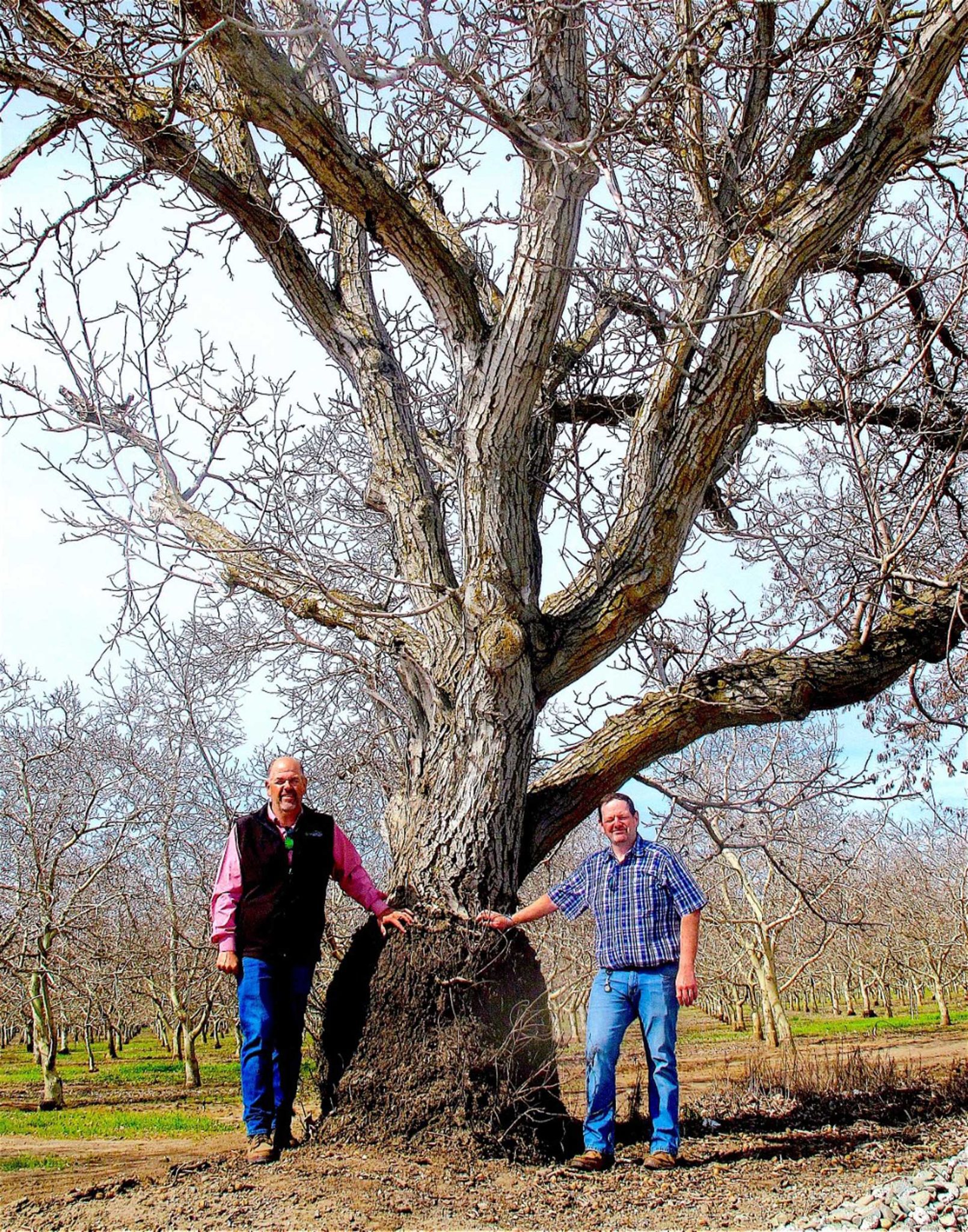1-1-1-thumbnail_andersen-old-tree-by-Julie-R-S-